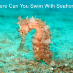 Where can you swim with seahorses small
