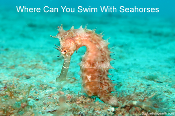 Where Can You Swim And Dive With Seahorses (Top 3 Places)