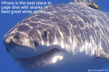 Where Is The Best Place To Cage Dive With Sharks? (6 Best Shark Cage Diving)