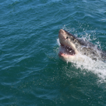 Where Is The White Shark Café: White Sharks In The Pacific Great White Shark - Where is the white shark cafe - White Sharks in the Pacific small