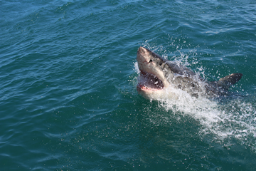 Where Is The White Shark Café: White Sharks In The Pacific