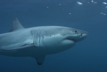 Where Do You Find Great White Sharks (A Few Big Surprises!)