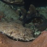 What Kind Of Sharks Are In Indonesia? Wobbegong_Shark - What Kind Of Sharks Are In Indonesia