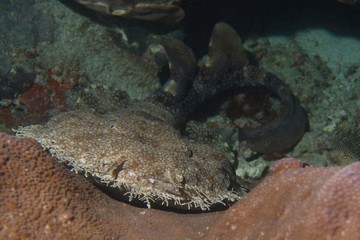 What Kind Of Sharks Are In Indonesia?
