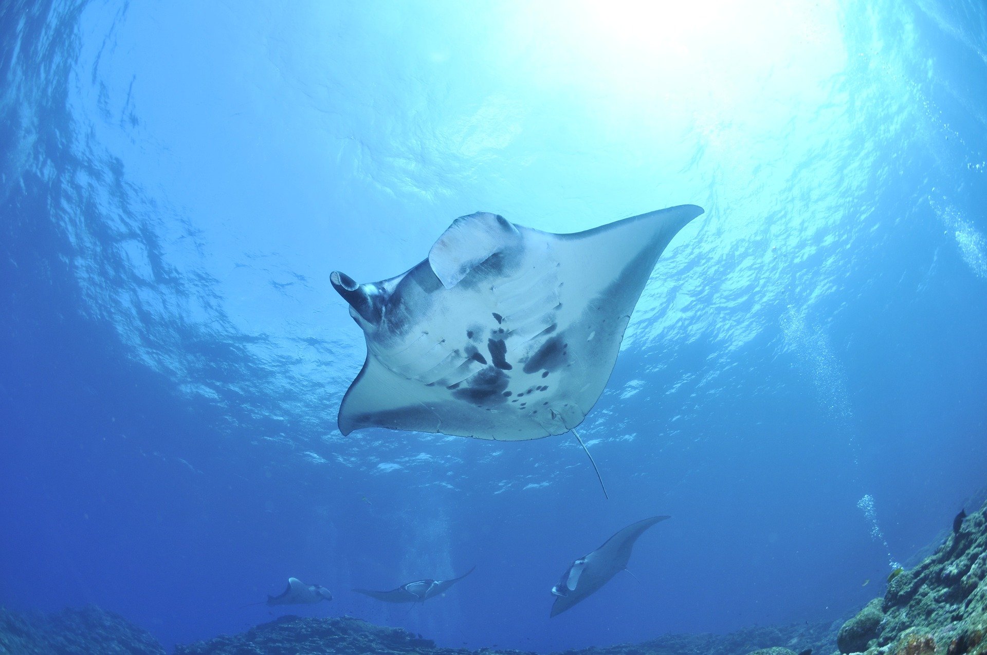 Addu Manta Point Dive Site (Addu Atoll or Seenu Atoll)